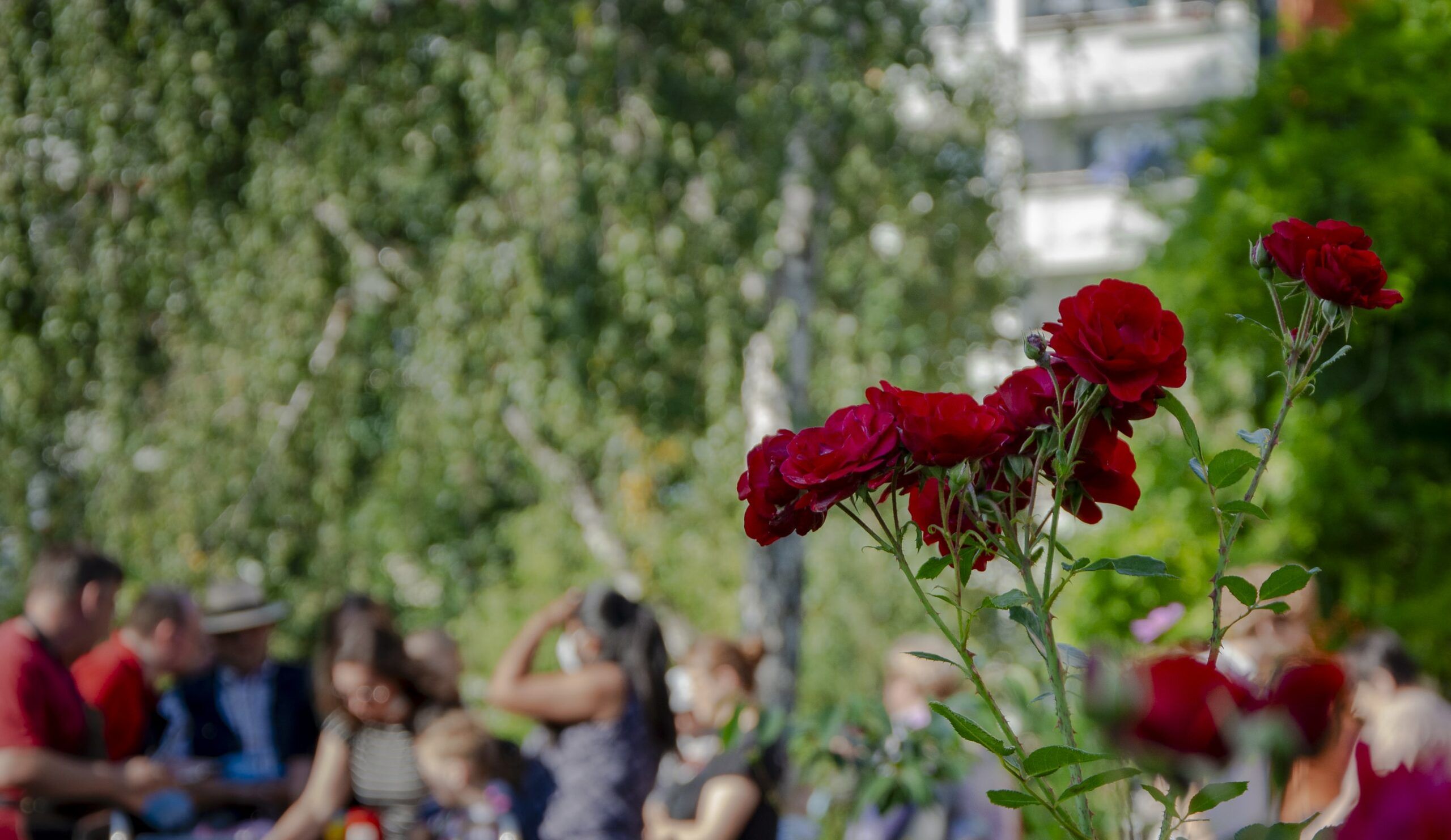 SPD Fraktion Lichtenberg für ein lebendiges und gerechtes Miteinander